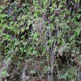 La colonia di pinguicula hirtiflora � stata protetta dalla capelvenere, un tipo di selce che si � rivelato decisivo nel difendere le rare piantine dal fiume di fango